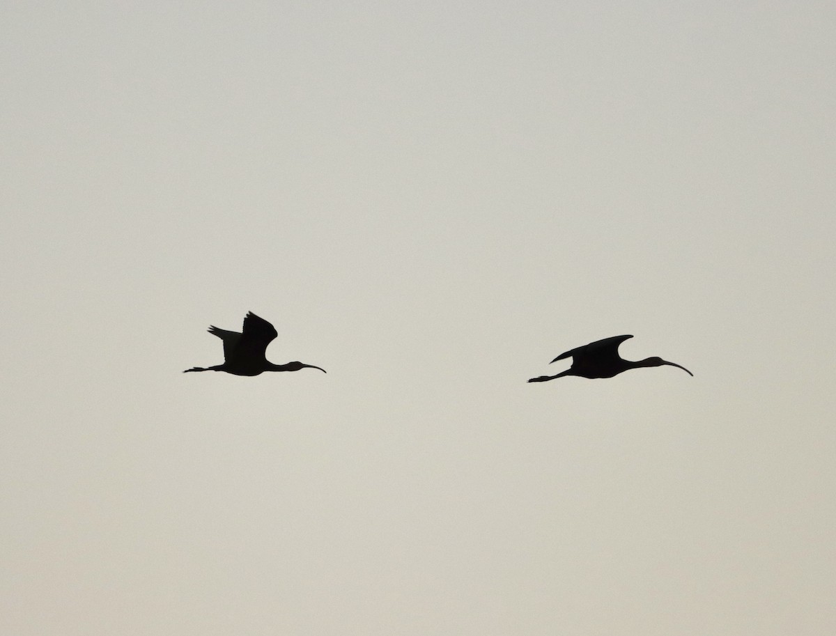 White-faced Ibis - ML643741220