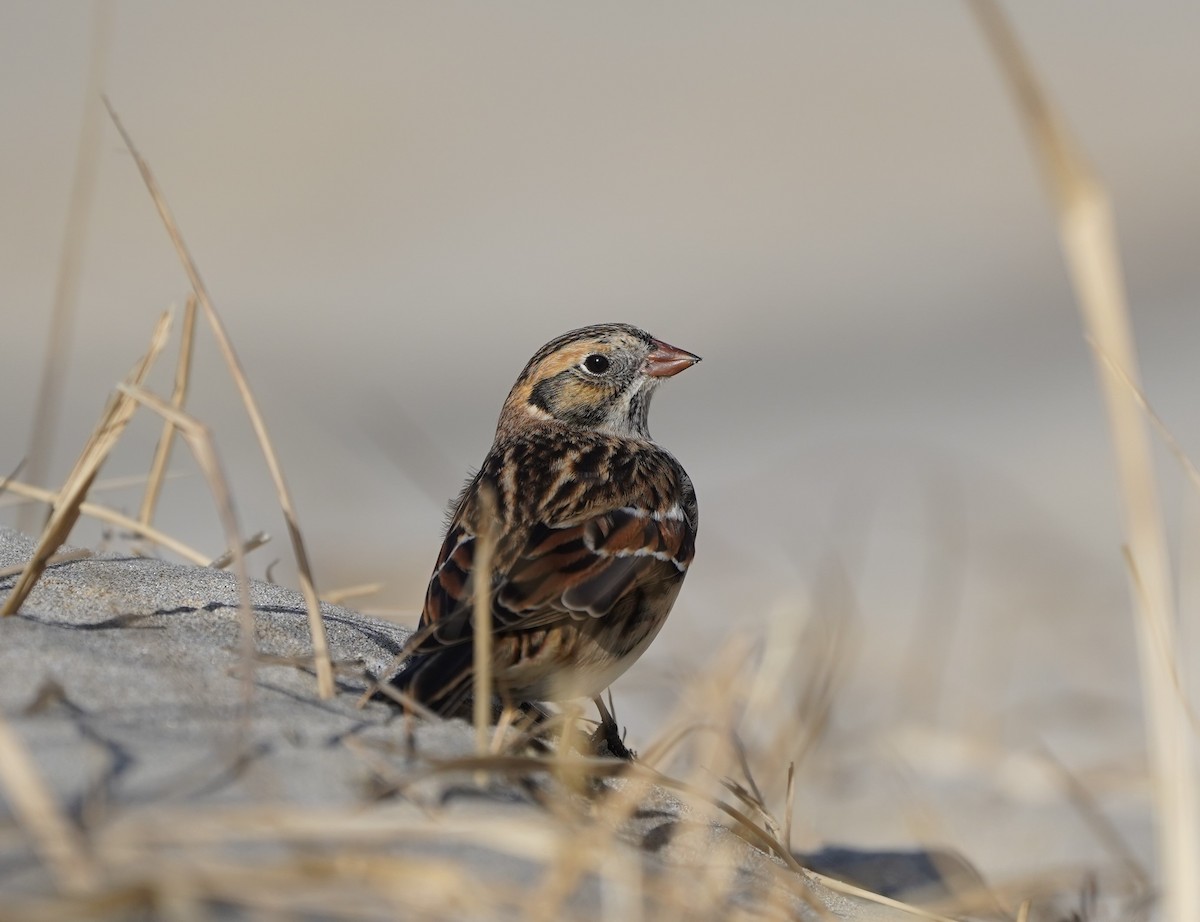 Lapland Longspur - ML643741226