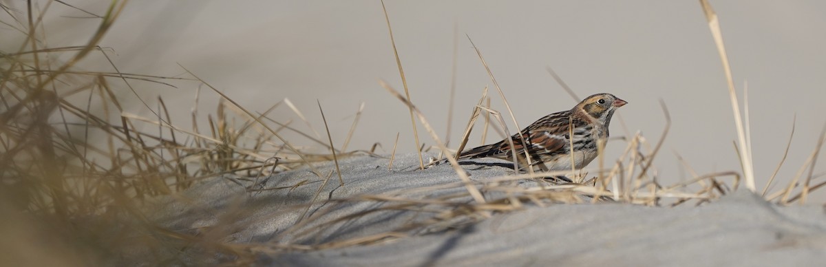 Lapland Longspur - ML643741228