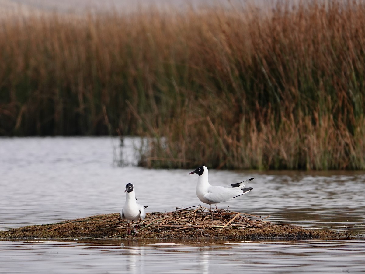 Andean Gull - ML643741245