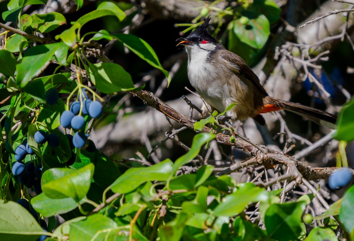 Red-whiskered Bulbul - ML643741247