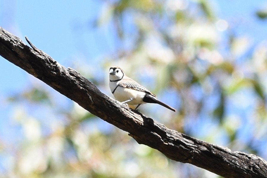 Double-barred Finch - ML643741248