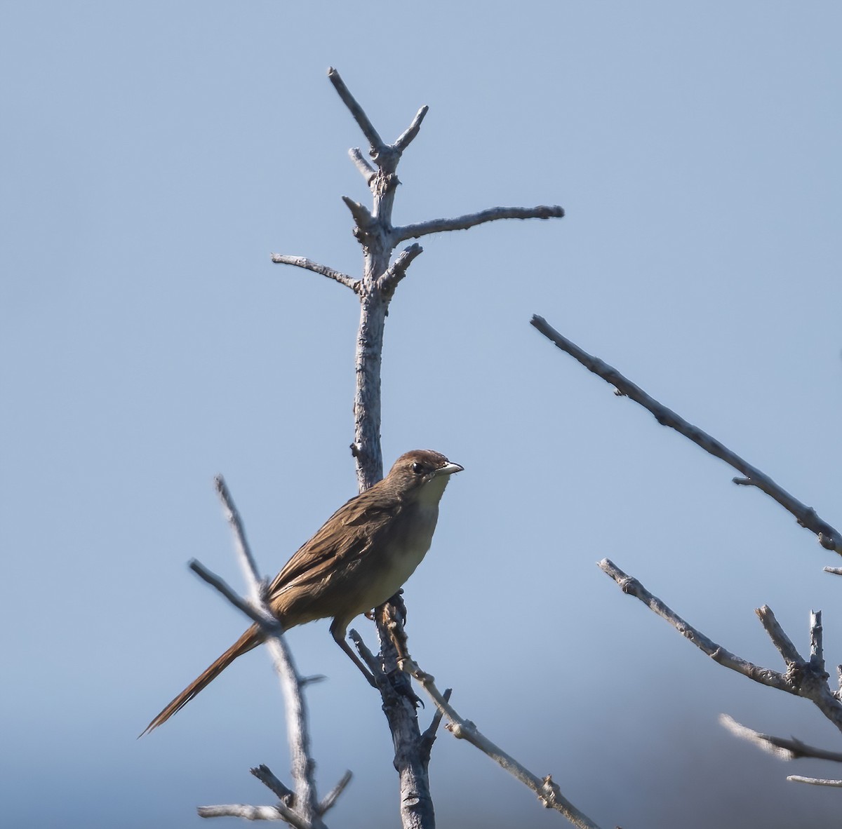 Матата руда - ML643741255
