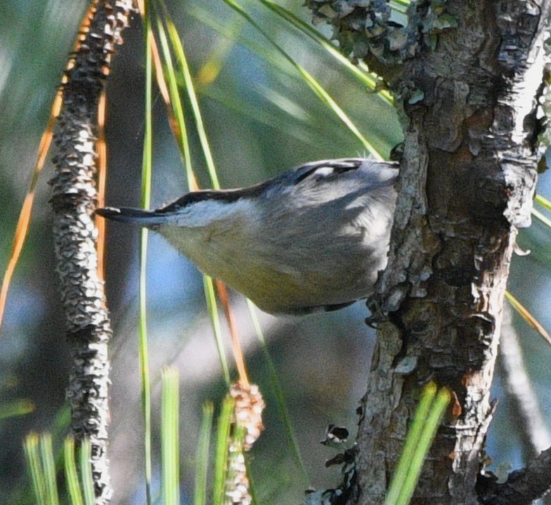 Brown-headed Nuthatch - ML643741297