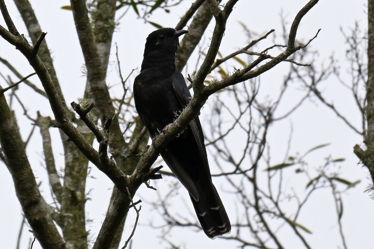Black Cuckoo - ML643741301
