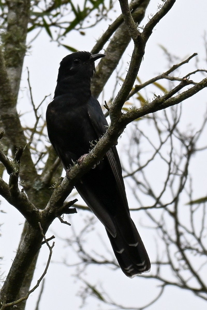 Black Cuckoo - ML643741302