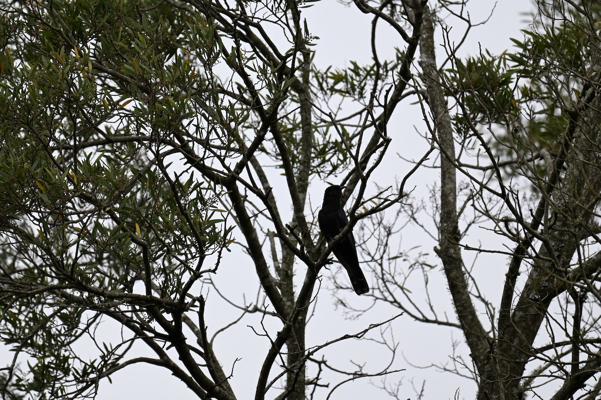 Black Cuckoo - ML643741303