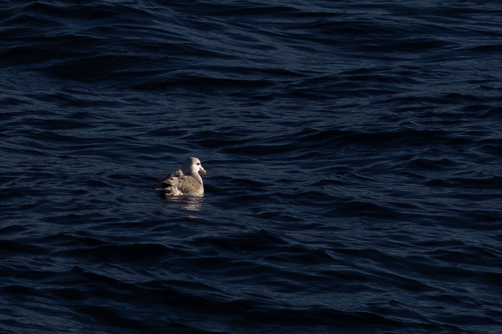 Northern Fulmar - ML643741304