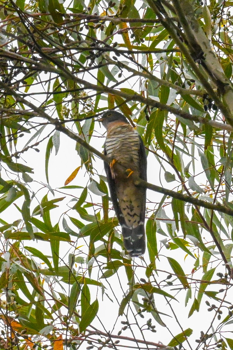 チャムネカッコウ - ML643741310