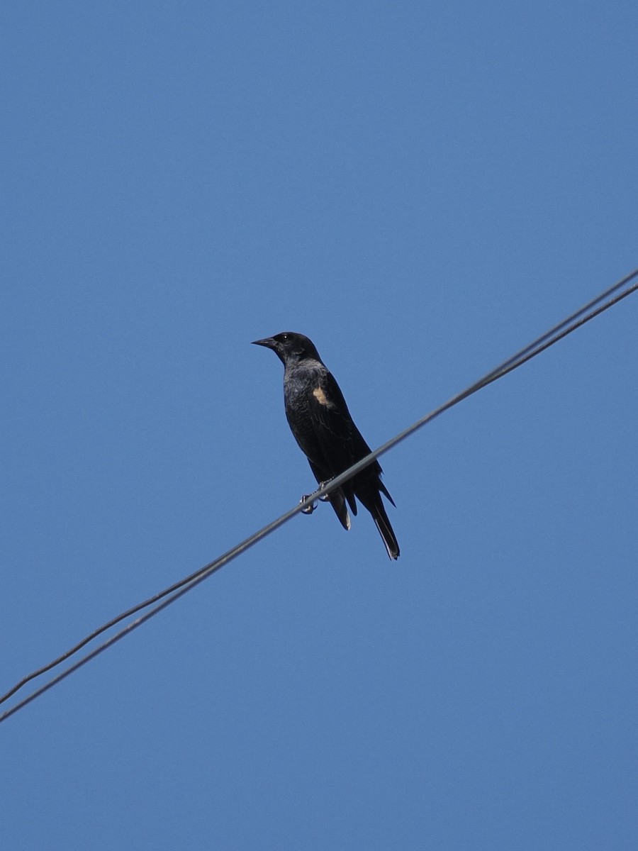 Tricolored Blackbird - ML643741313