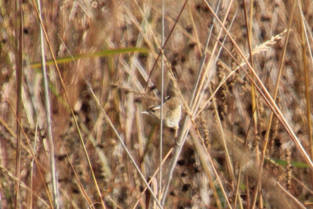 Marsh Wren - ML643741316