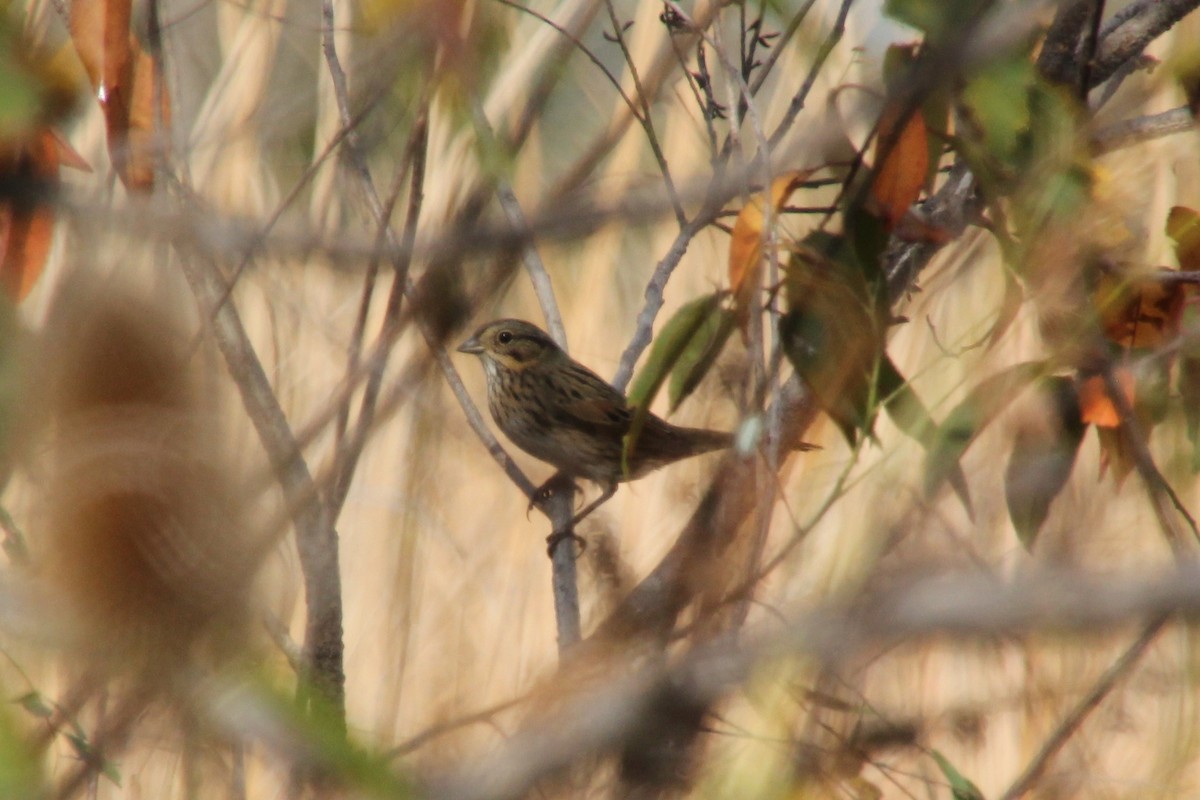 Lincoln's Sparrow - ML643741327