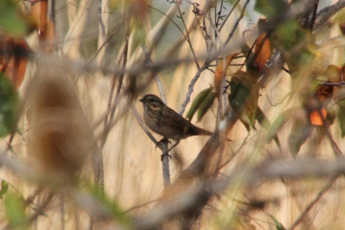 Lincoln's Sparrow - ML643741328