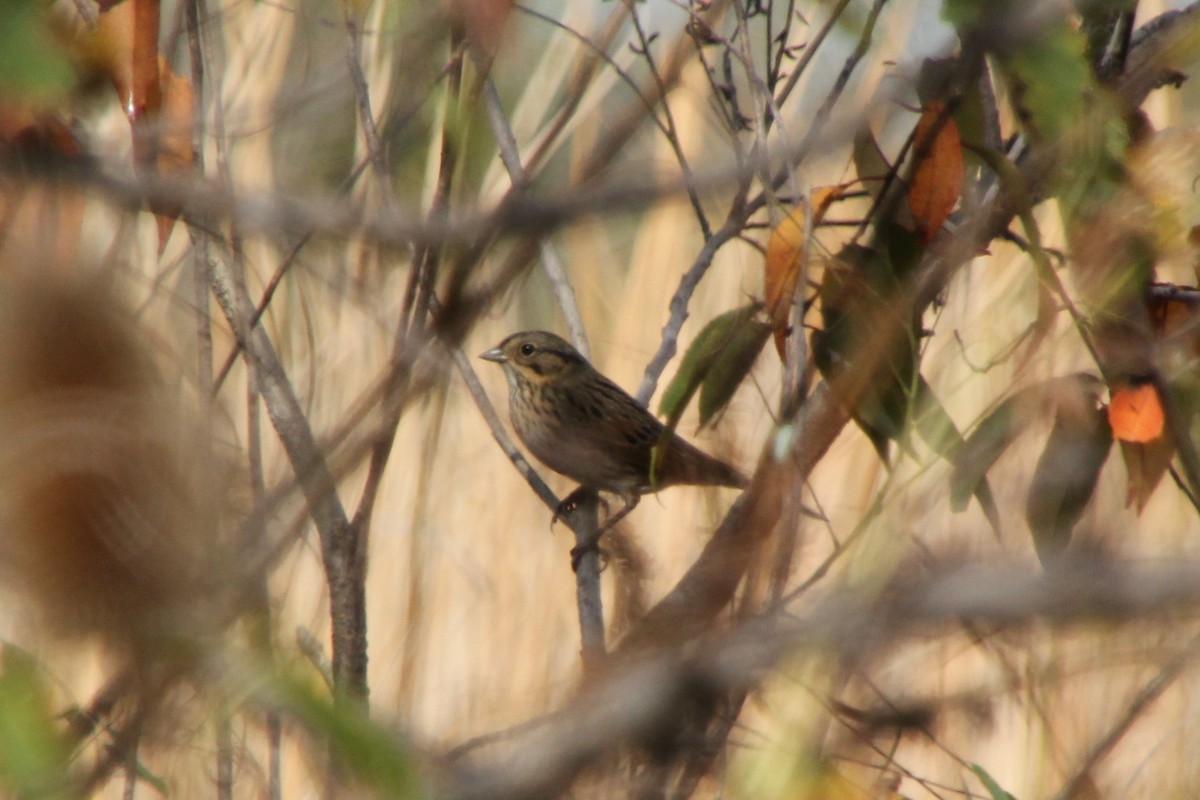 Lincoln's Sparrow - ML643741329