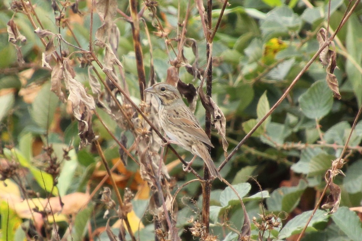 Lincoln's Sparrow - ML643741331