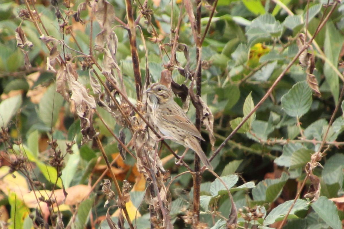 Lincoln's Sparrow - ML643741332