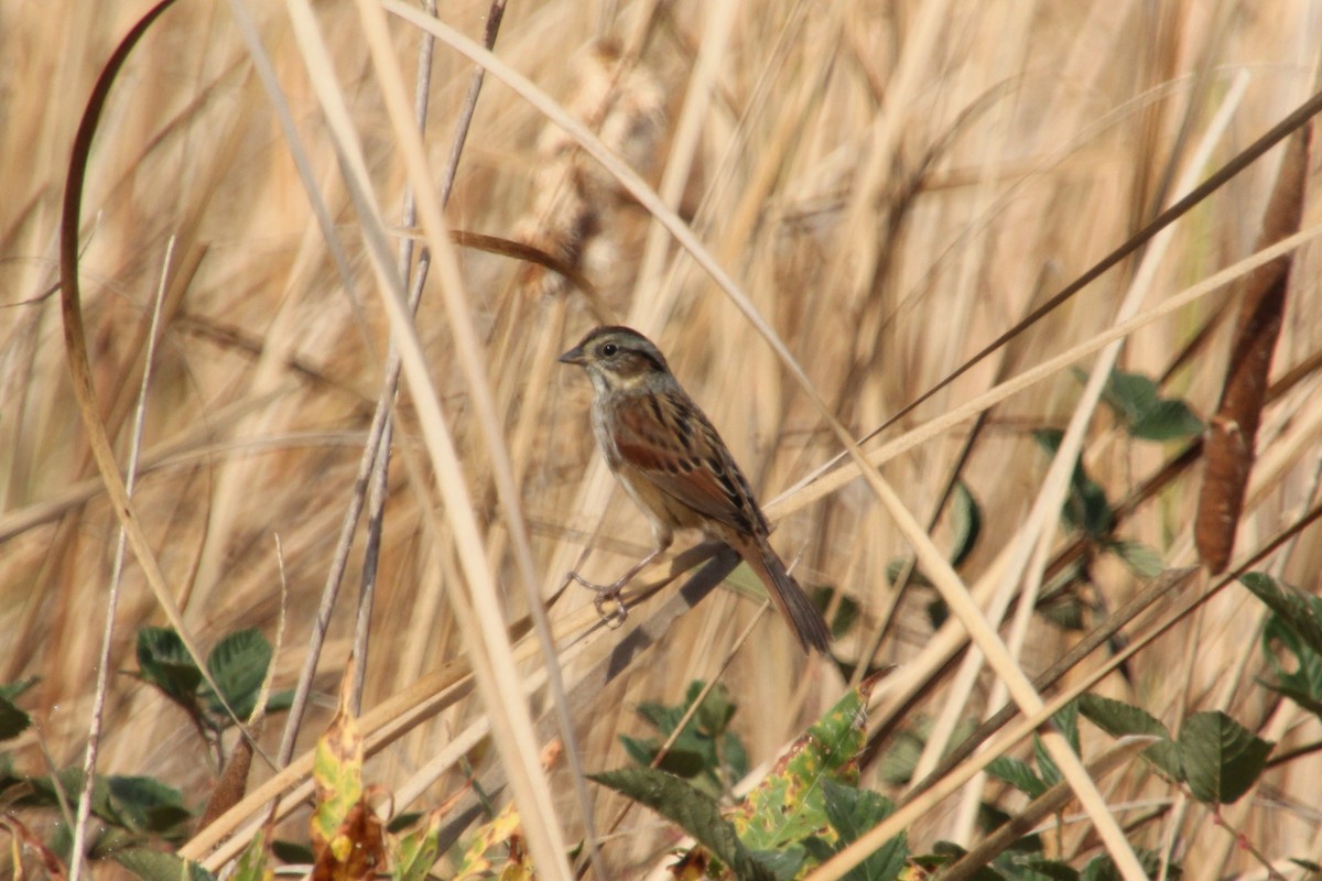 Swamp Sparrow - ML643741333