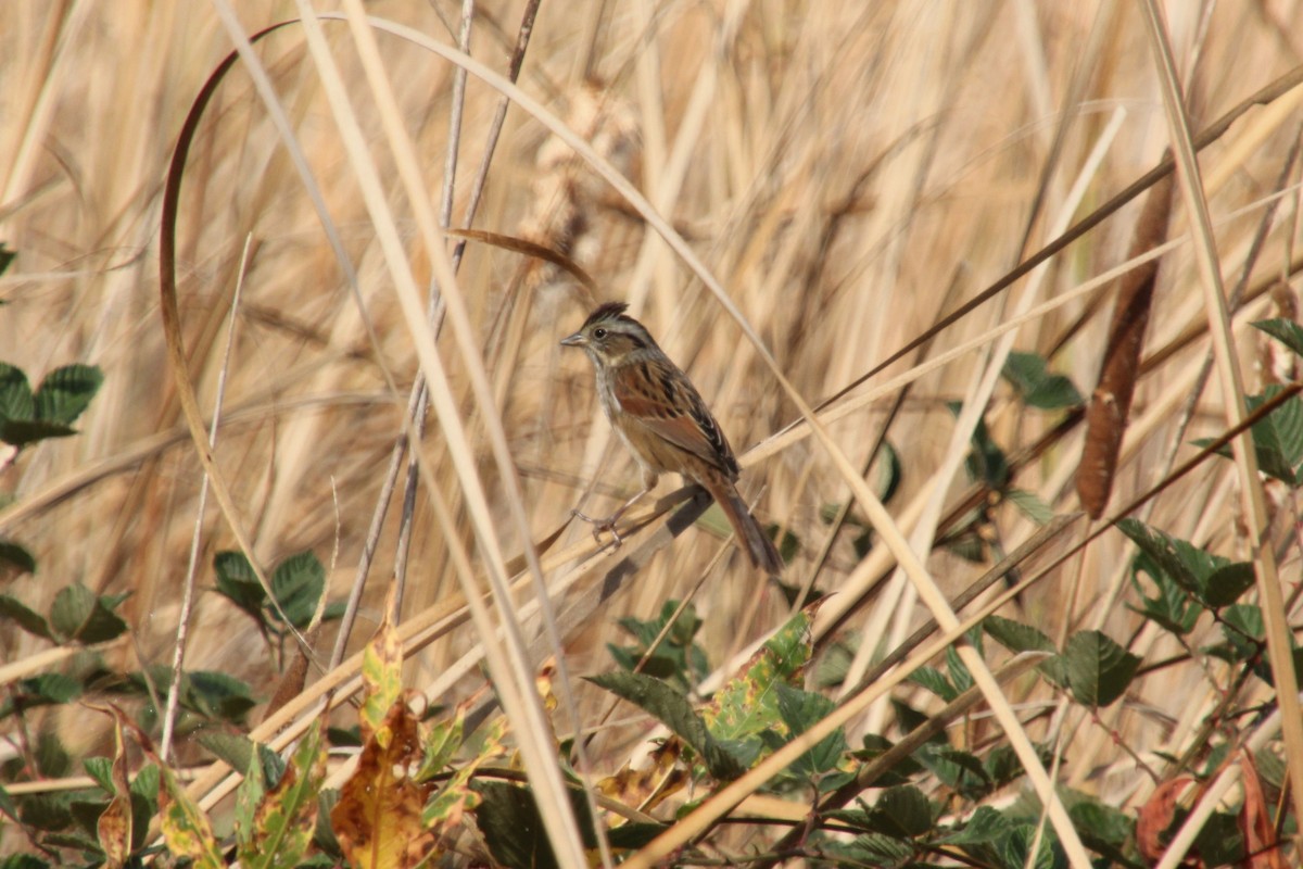 Swamp Sparrow - ML643741334