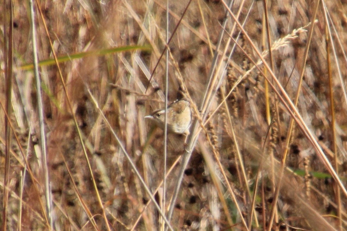 Marsh Wren - ML643741338
