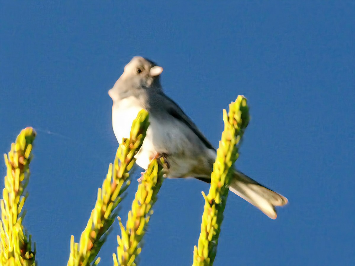 ユキヒメドリ - ML643741388