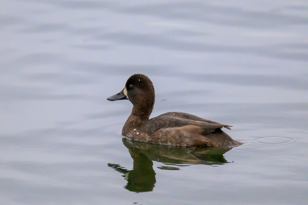 Greater/Lesser Scaup - ML643741390