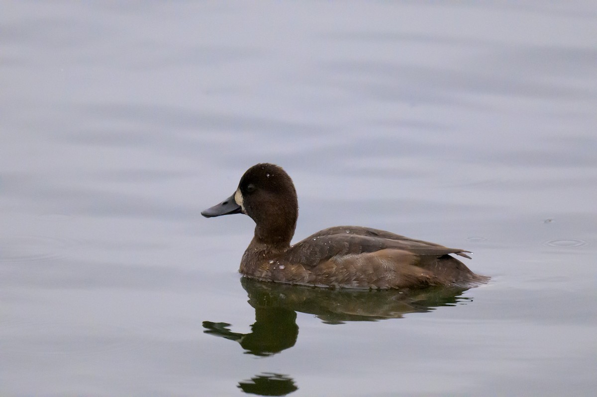 Greater/Lesser Scaup - ML643741391