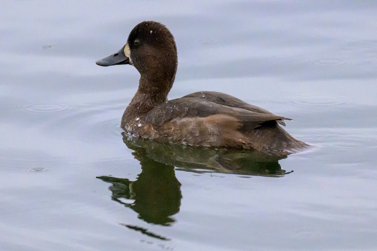 Greater/Lesser Scaup - ML643741392