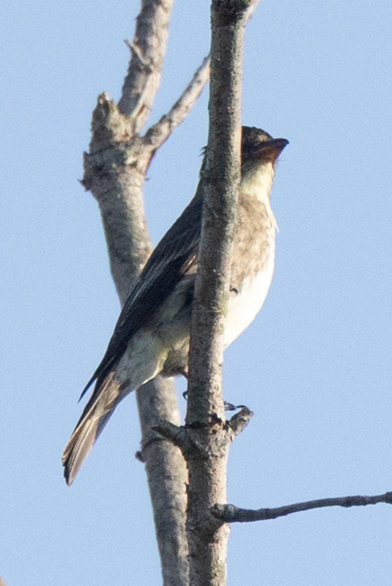 tyranovec severský - ML643741393