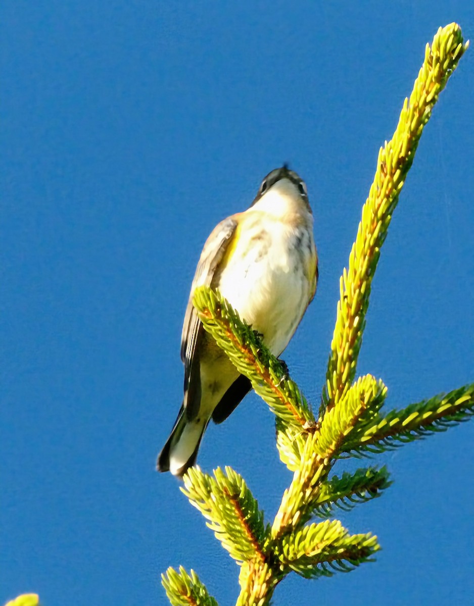 キヅタアメリカムシクイ - ML643741396