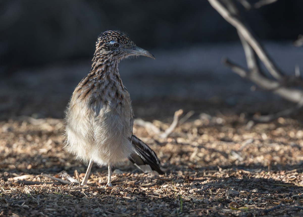 Greater Roadrunner - ML643741398