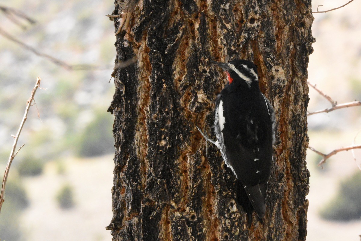 Williamson's Sapsucker - ML643741433