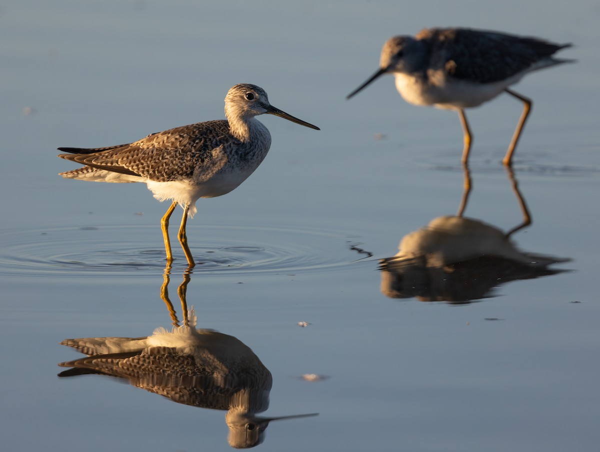 Greater Yellowlegs - ML643741450