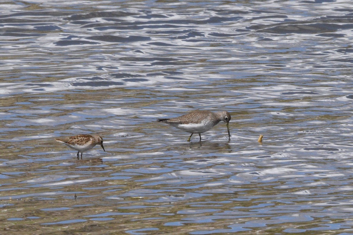 Solitary Sandpiper - ML643741452