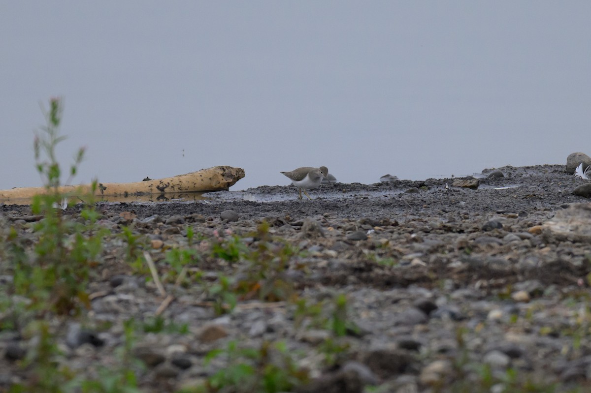 Drosseluferläufer - ML643741455