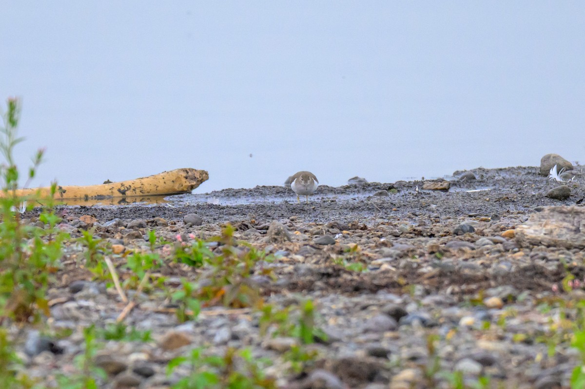 Drosseluferläufer - ML643741458