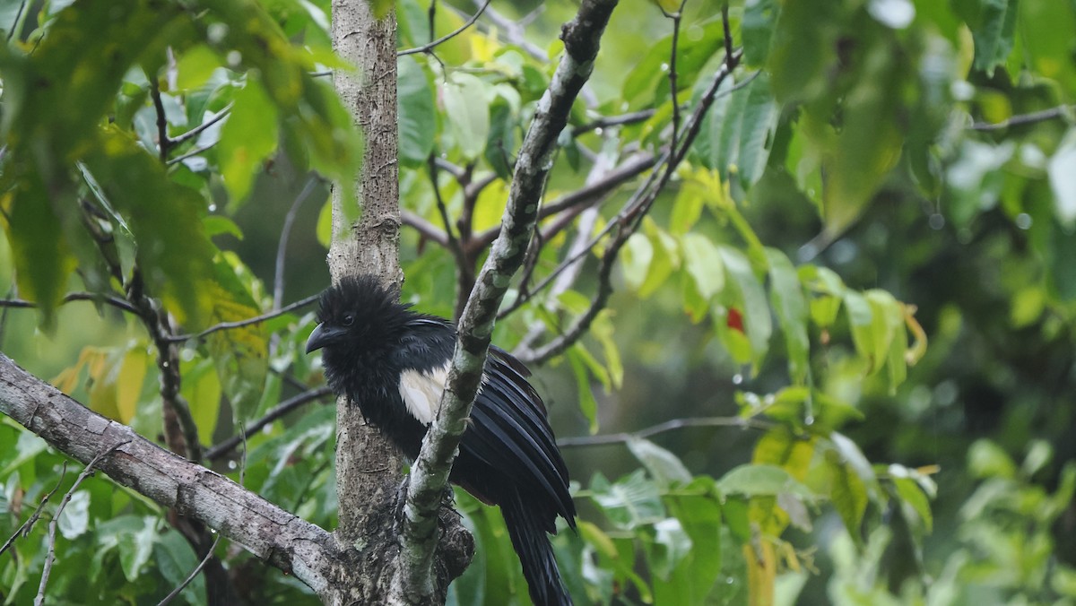 Goliath Coucal - ML643741465