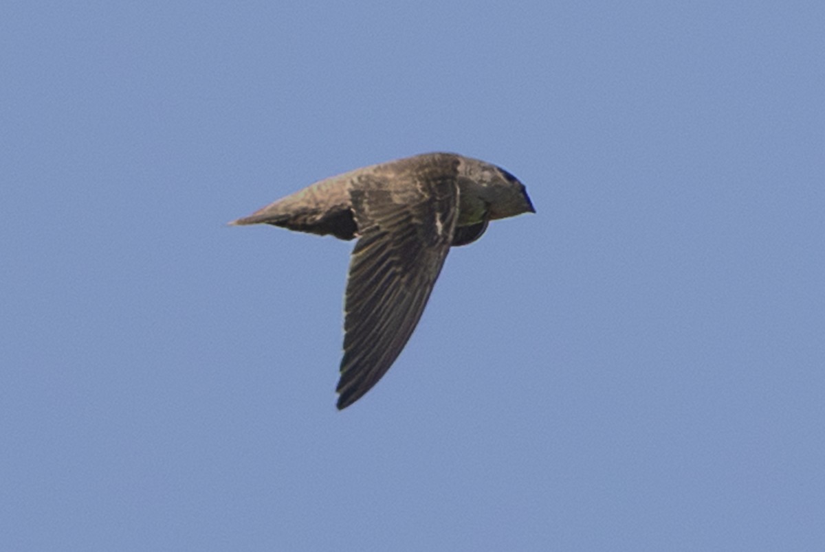 Chimney Swift - ML643741471