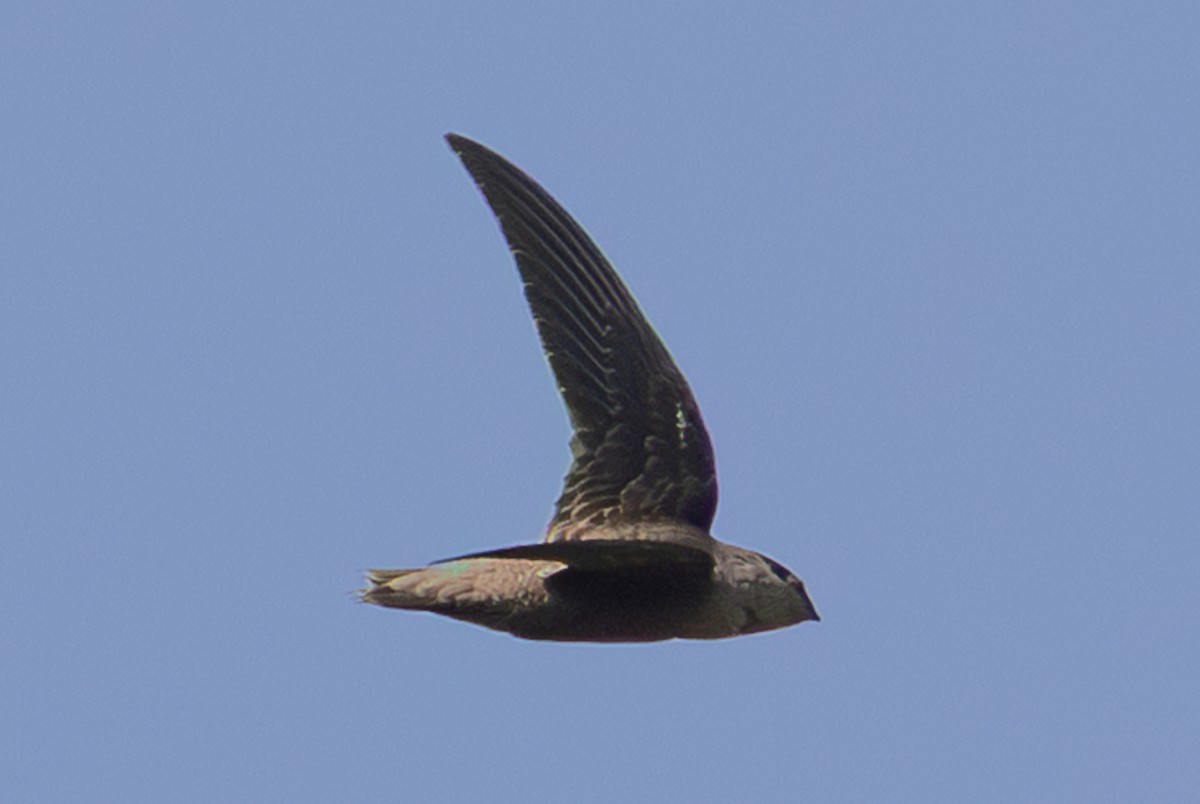 Chimney Swift - ML643741472