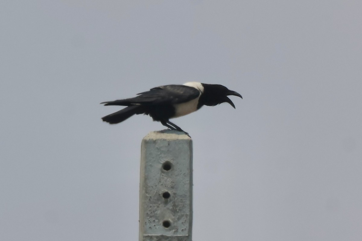 Pied Crow - ML643741474