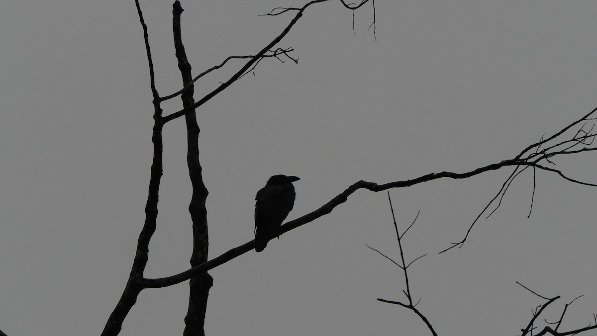 Long-billed Crow - ML643741475