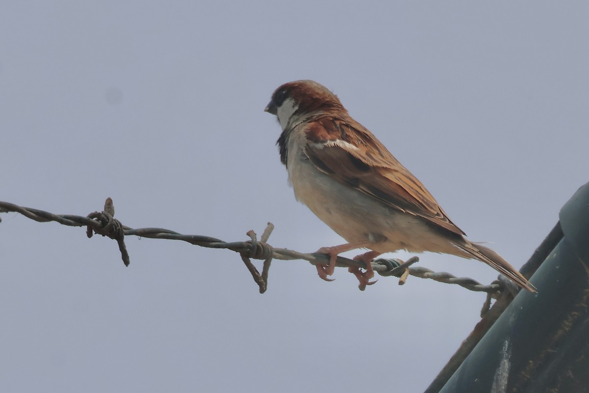 House Sparrow - ML643741480
