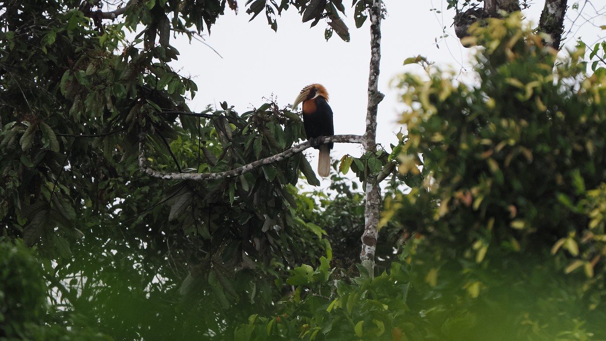 Blyth's Hornbill - ML643741481