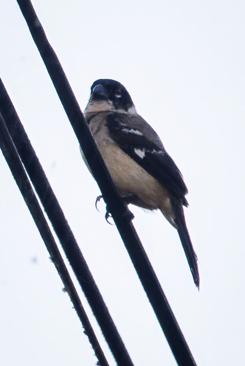 Morelet's Seedeater - ML643741490