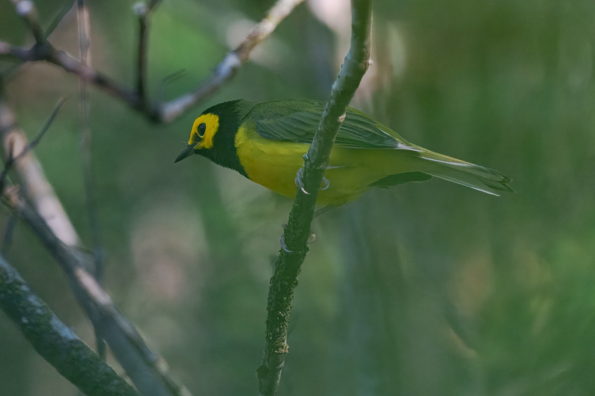 Hooded Warbler - ML643741492