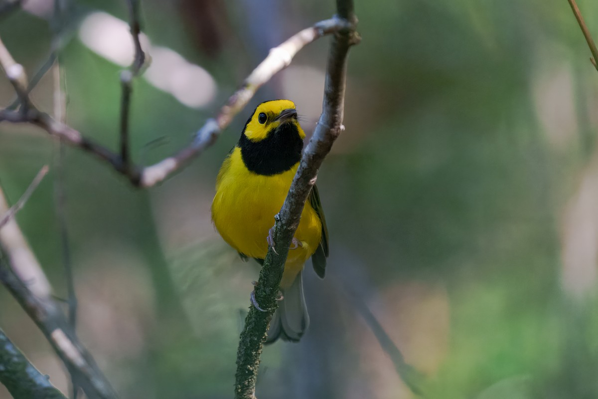 Hooded Warbler - ML643741493