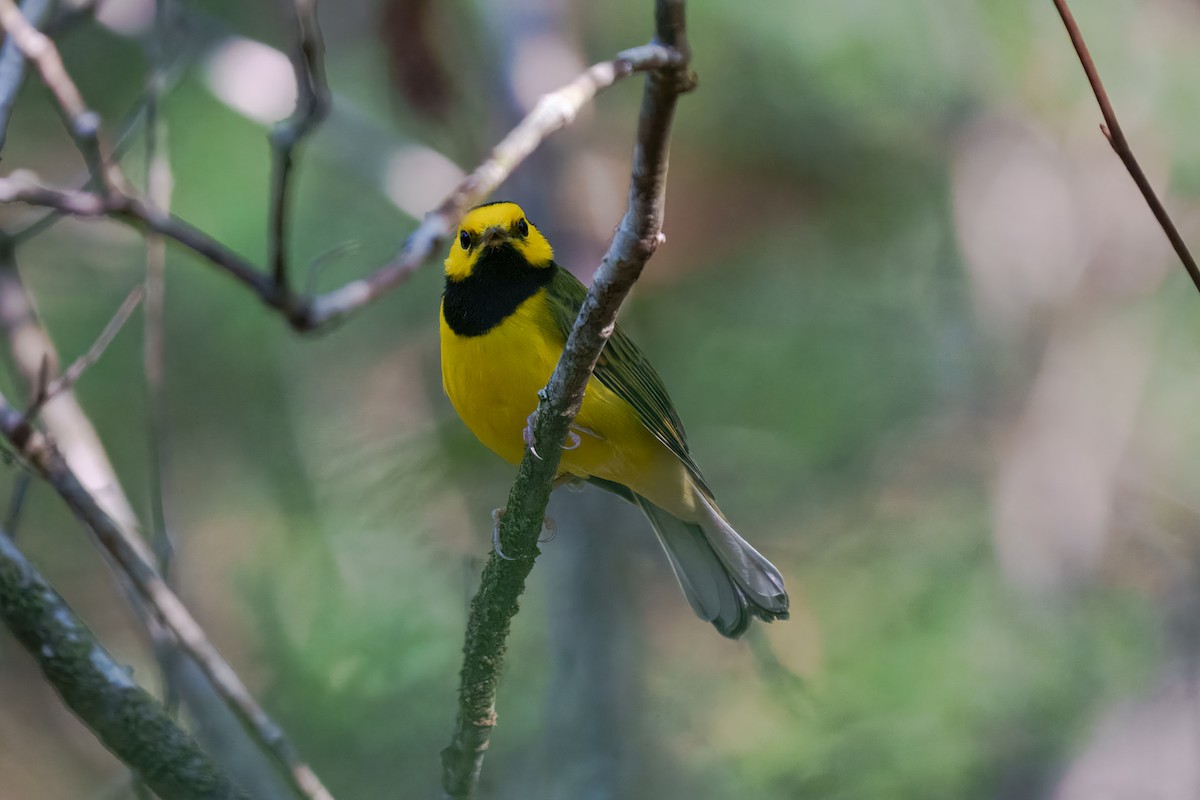 Hooded Warbler - ML643741494