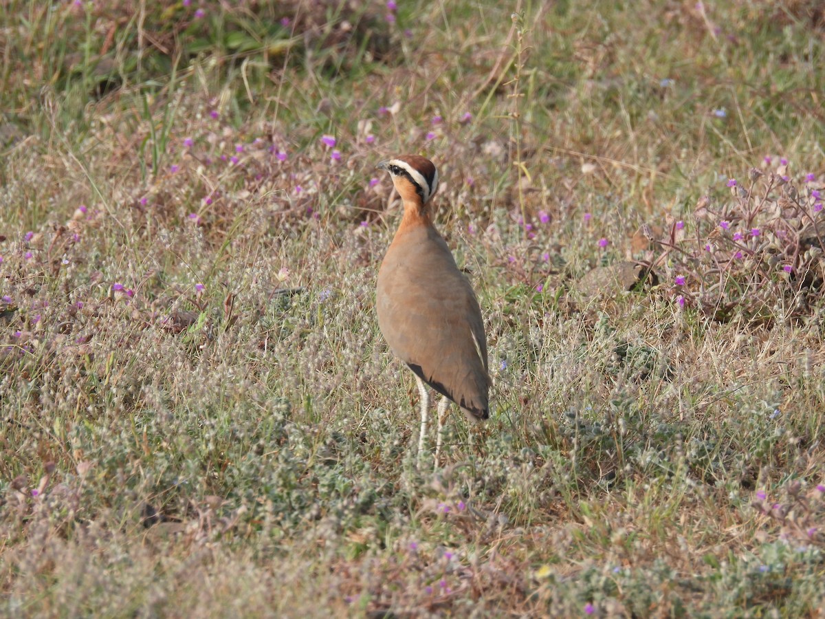 Indian Courser - ML643741507