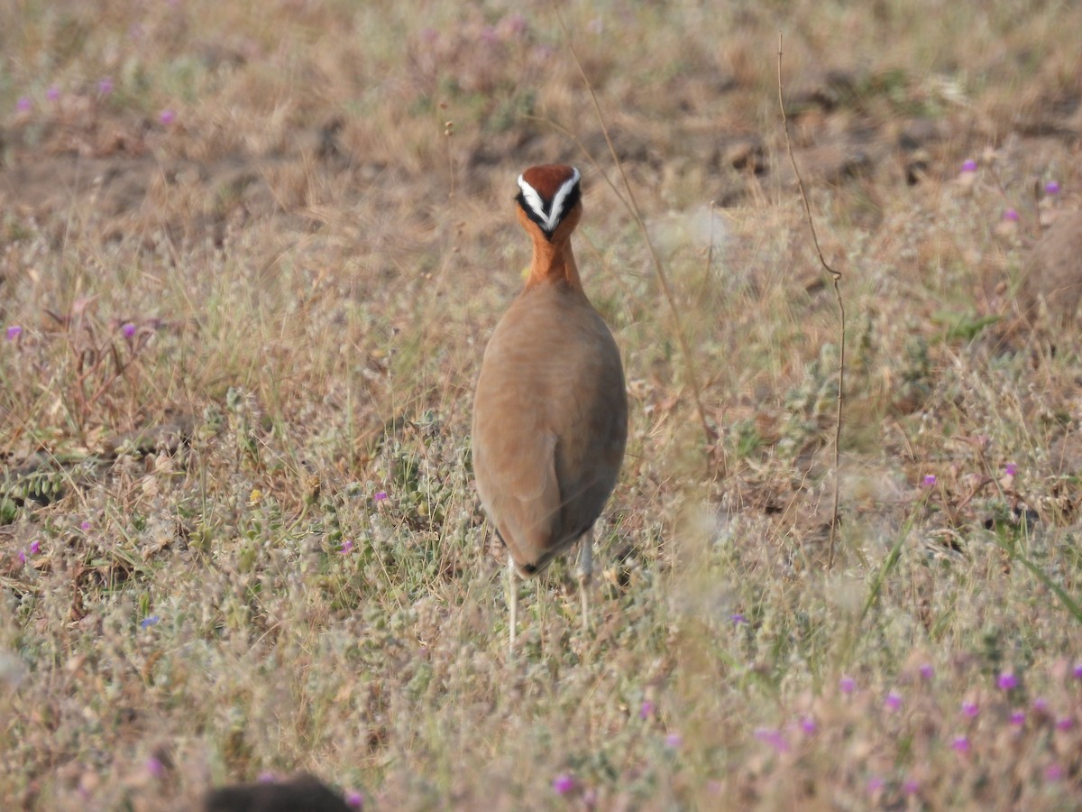 Indian Courser - ML643741508