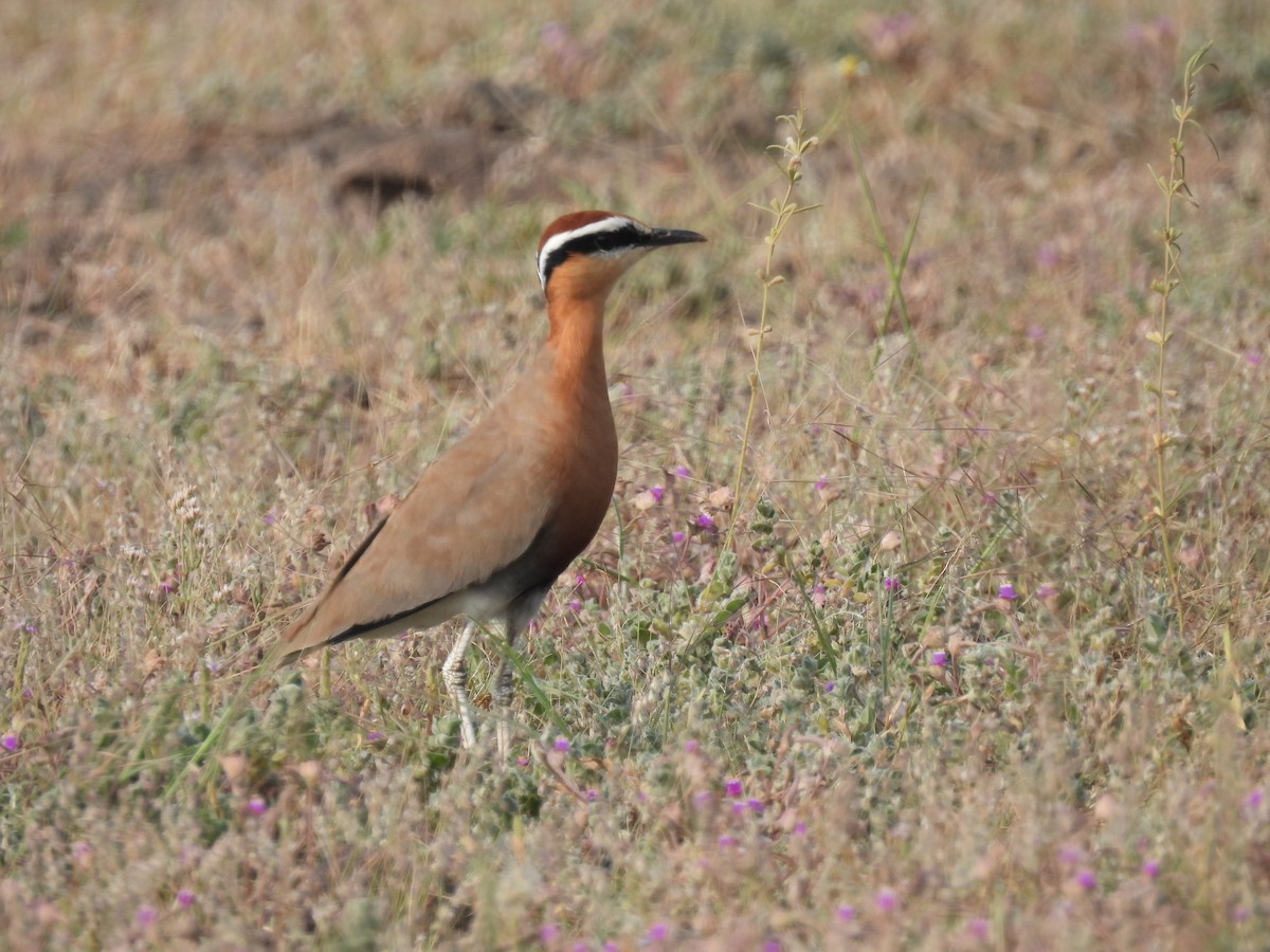 Indian Courser - ML643741509