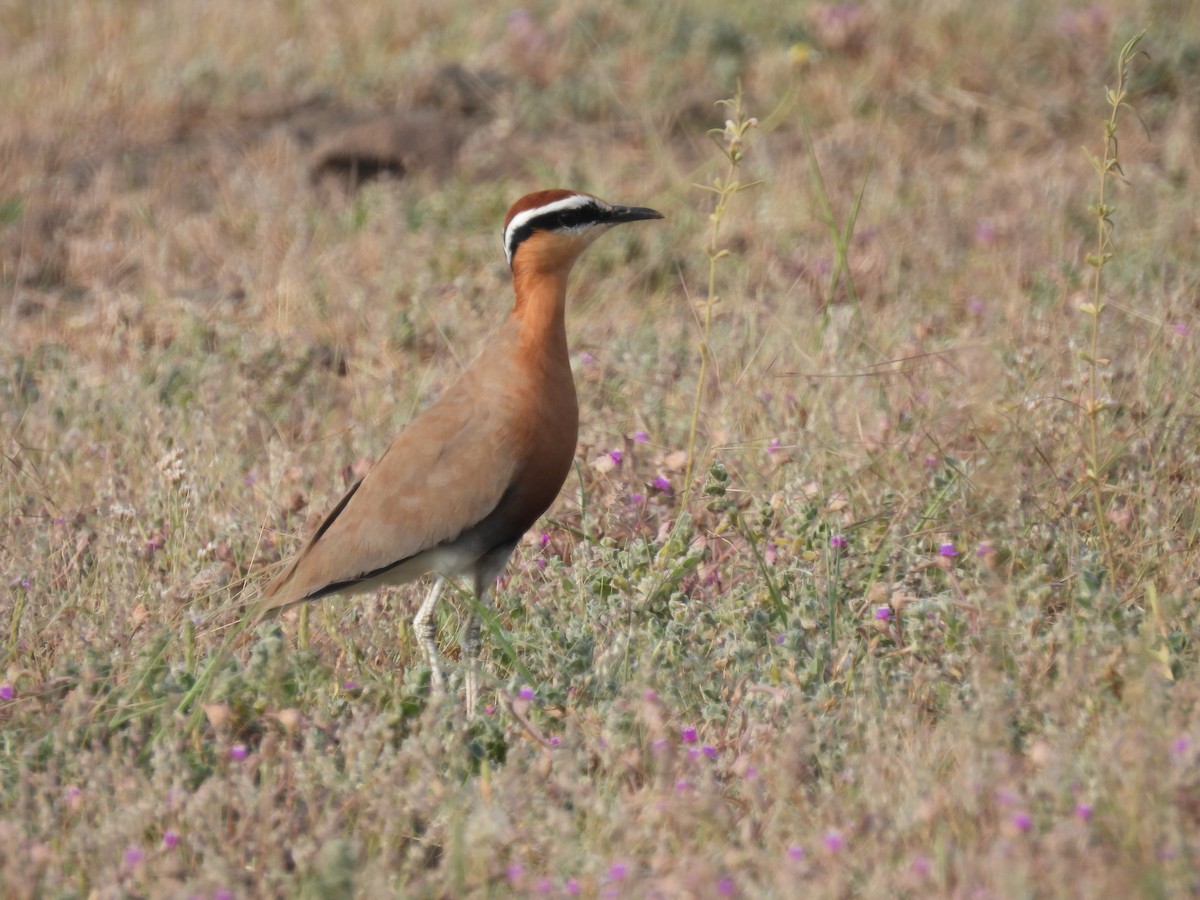 Indian Courser - ML643741510